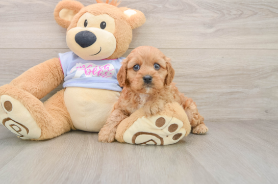 Petite Cavapoo Poodle Mix Pup