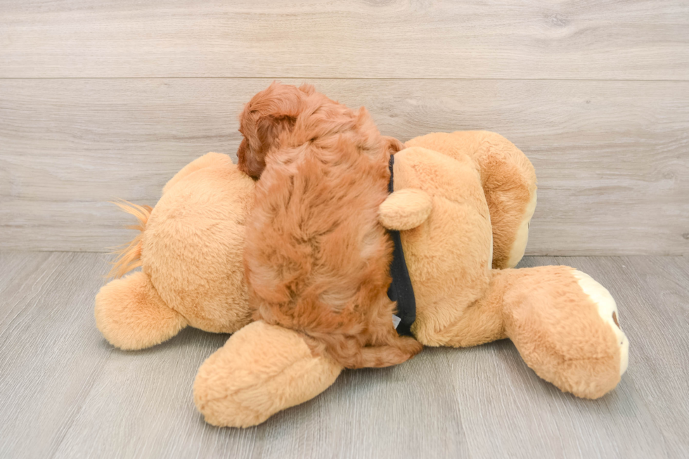 Hypoallergenic Cavadoodle Poodle Mix Puppy