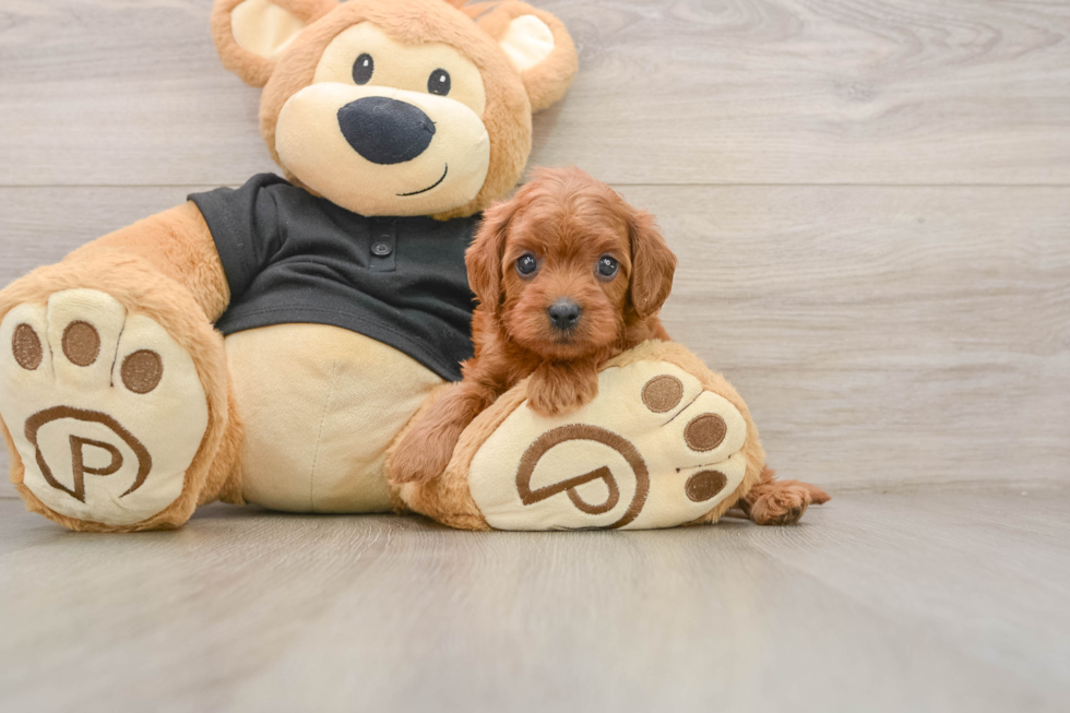 Best Cavapoo Baby