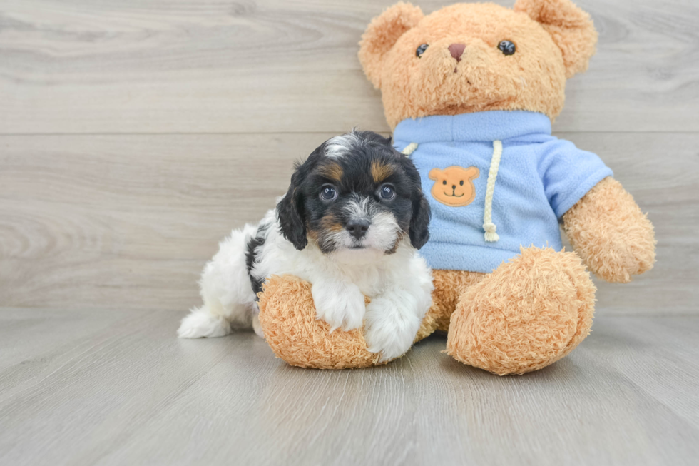 Cute Cavapoo Baby