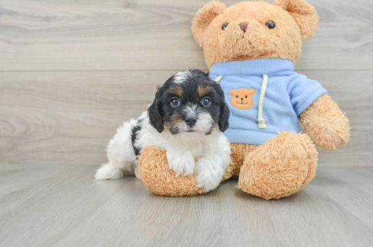 Cute Cavapoo Baby