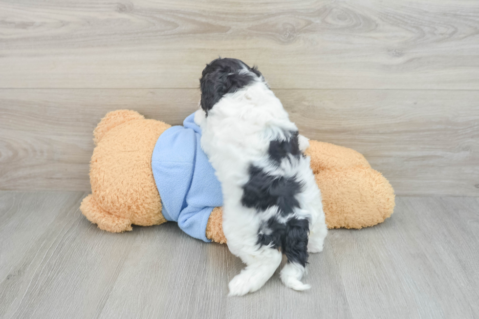 Playful Cavapoodle Poodle Mix Puppy