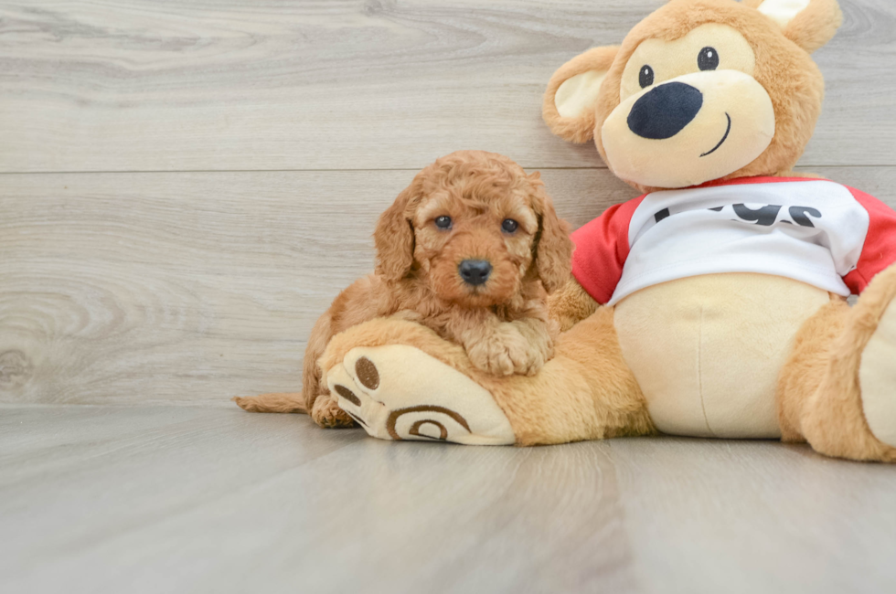 5 week old Cavapoo Puppy For Sale - Florida Fur Babies