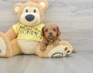 8 week old Cavapoo Puppy For Sale - Florida Fur Babies