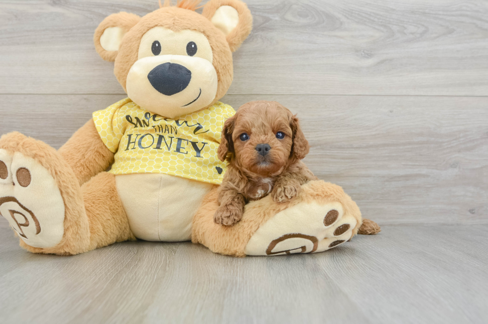 6 week old Cavapoo Puppy For Sale - Florida Fur Babies