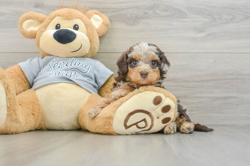 5 week old Cavapoo Puppy For Sale - Florida Fur Babies