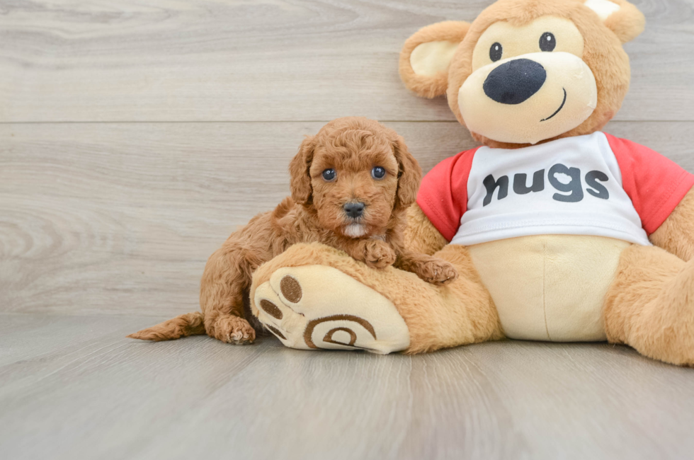 6 week old Cavapoo Puppy For Sale - Florida Fur Babies