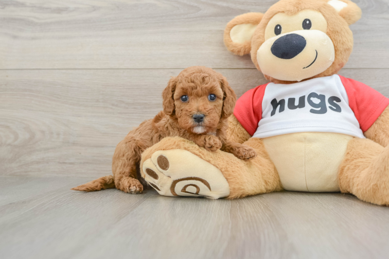 Meet Wallace - our Cavapoo Puppy Photo 1/3 - Florida Fur Babies