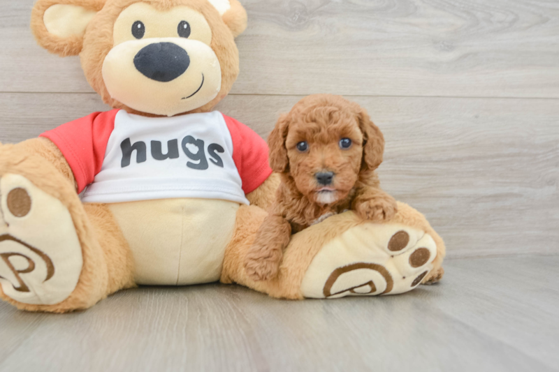 Meet Wallace - our Cavapoo Puppy Photo 3/3 - Florida Fur Babies