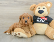 8 week old Cavapoo Puppy For Sale - Florida Fur Babies