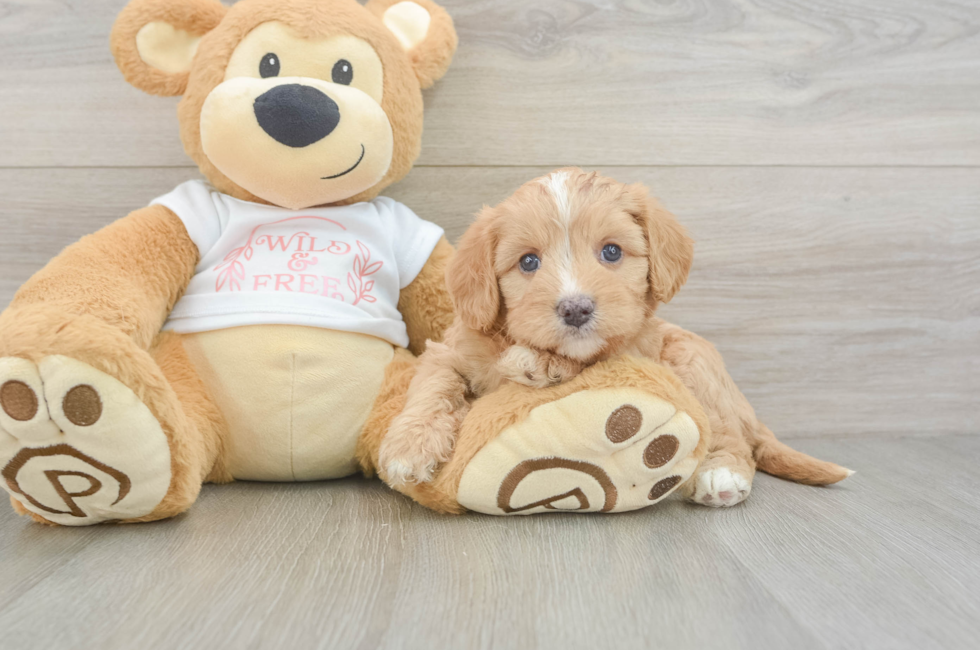 5 week old Cavapoo Puppy For Sale - Florida Fur Babies