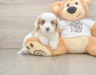 9 week old Cavapoo Puppy For Sale - Florida Fur Babies