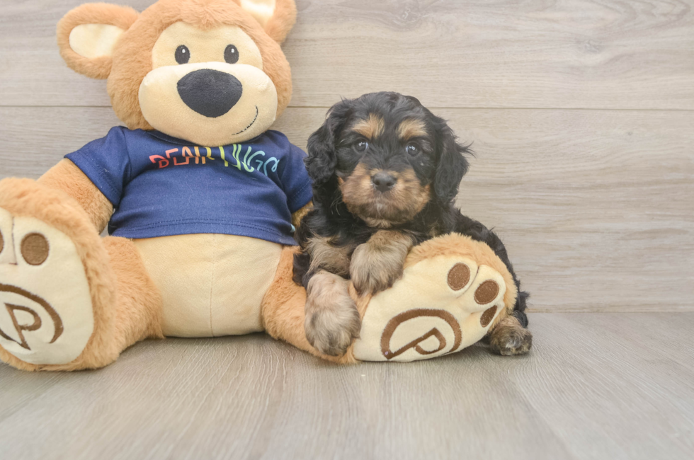 5 week old Cavapoo Puppy For Sale - Florida Fur Babies