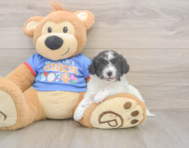 7 week old Cavapoo Puppy For Sale - Florida Fur Babies