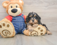 8 week old Cavapoo Puppy For Sale - Florida Fur Babies