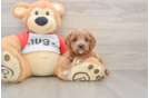 Little Cavipoo Poodle Mix Puppy