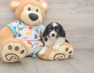 7 week old Cavapoo Puppy For Sale - Florida Fur Babies