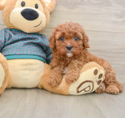 8 week old Cavapoo Puppy For Sale - Florida Fur Babies