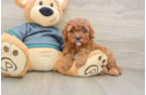 Cavapoo Pup Being Cute