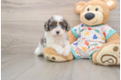 Cavapoo Pup Being Cute