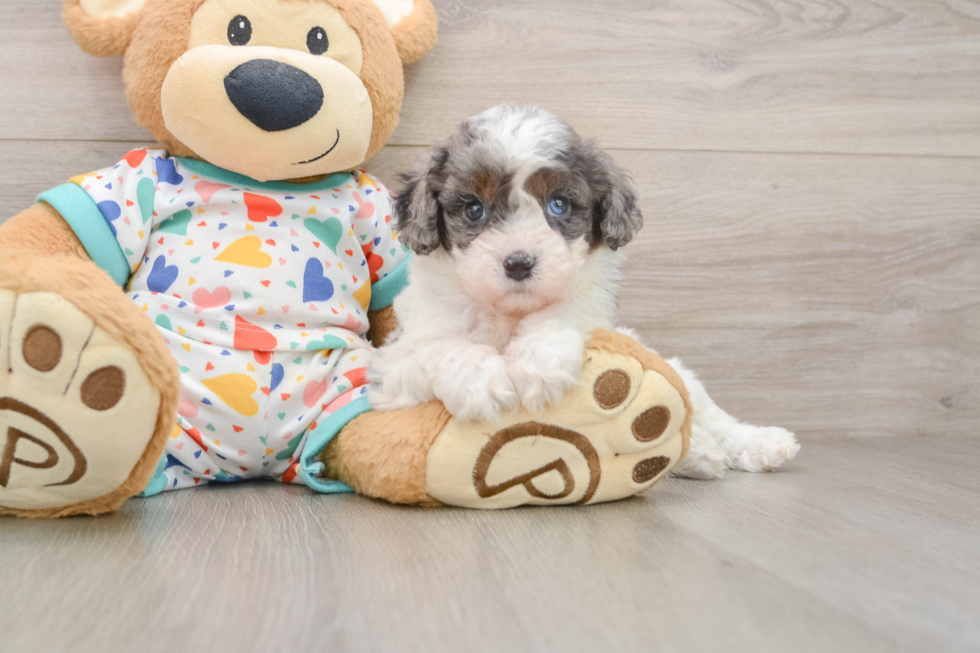 Best Cavapoo Baby