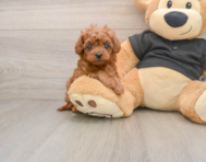 6 week old Cavapoo Puppy For Sale - Florida Fur Babies