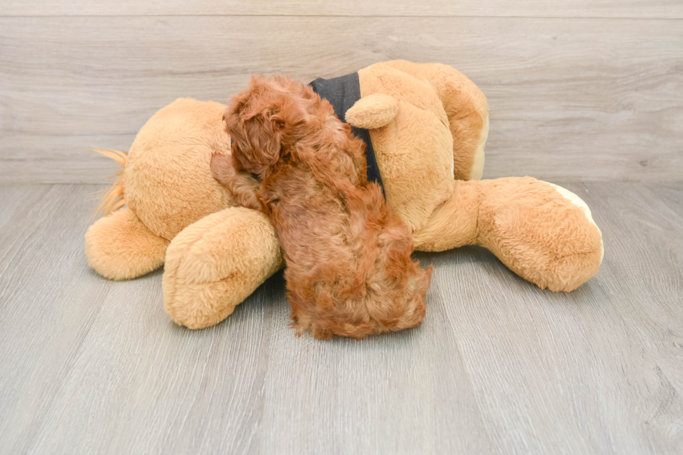 Cavapoo Pup Being Cute