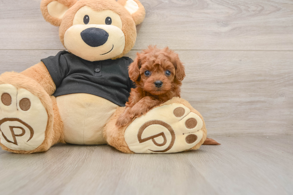 Playful Cavapoodle Poodle Mix Puppy