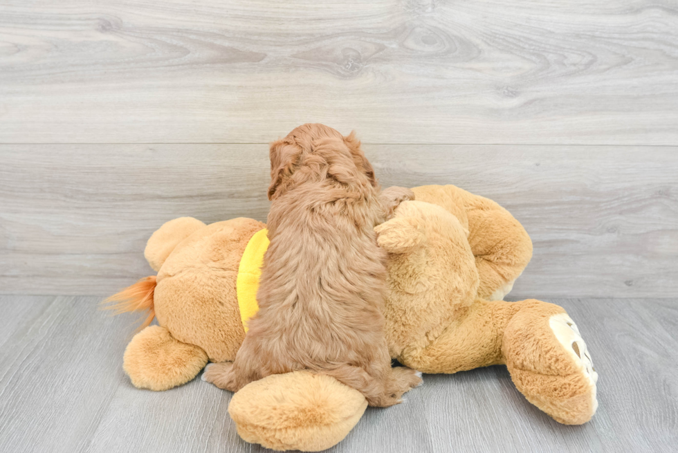 Adorable Cavoodle Poodle Mix Puppy