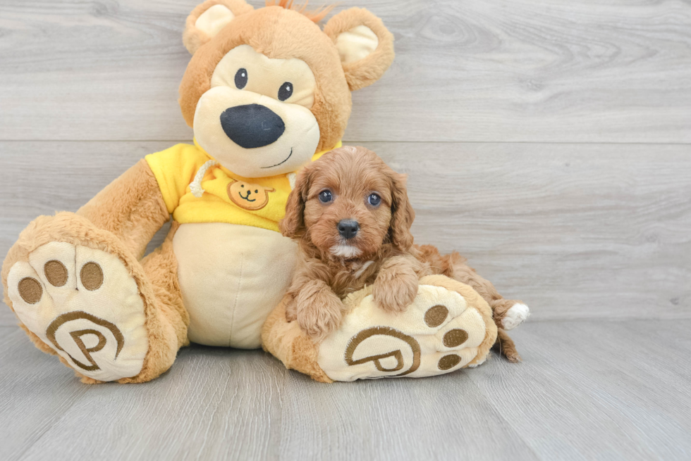 Fluffy Cavapoo Poodle Mix Pup