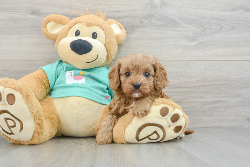 Popular Cavapoo Poodle Mix Pup