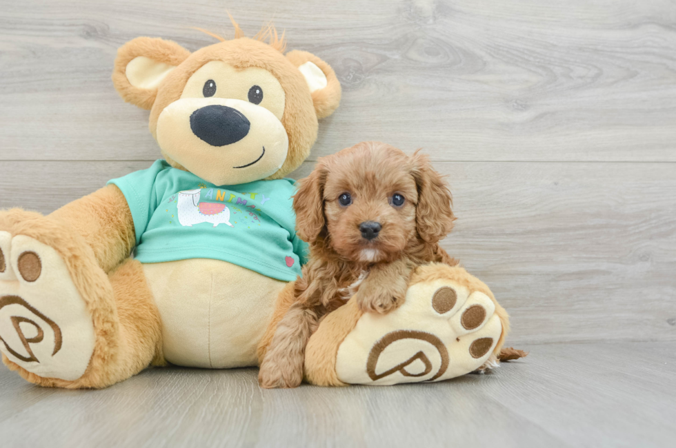 6 week old Cavapoo Puppy For Sale - Florida Fur Babies