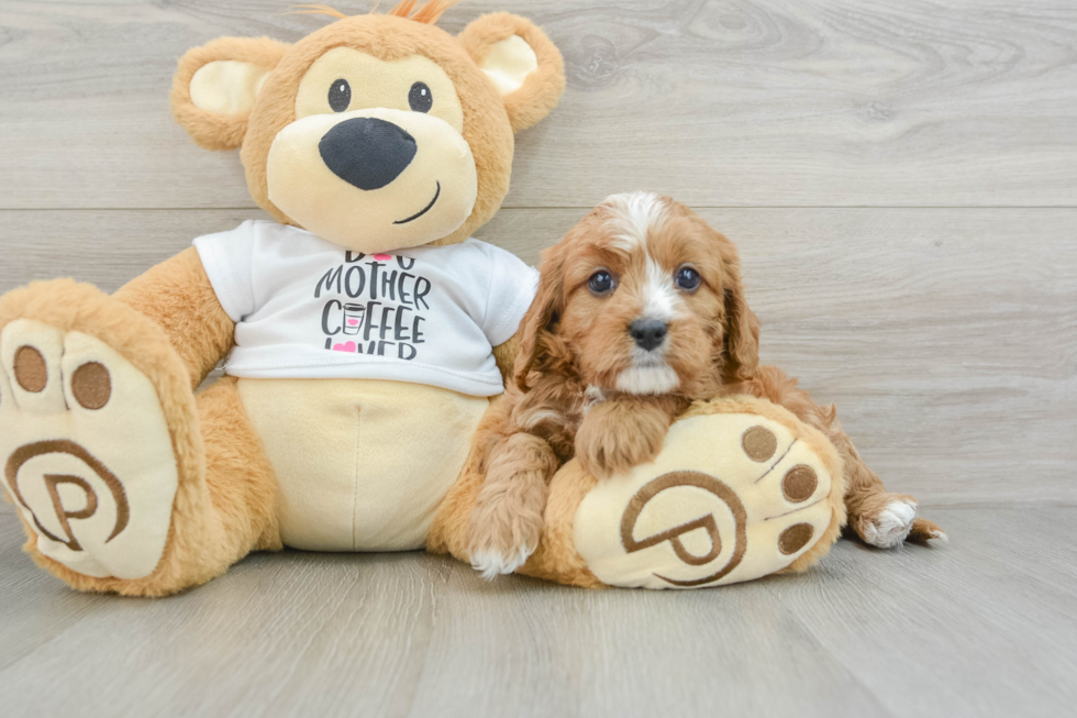 Cavapoo Pup Being Cute