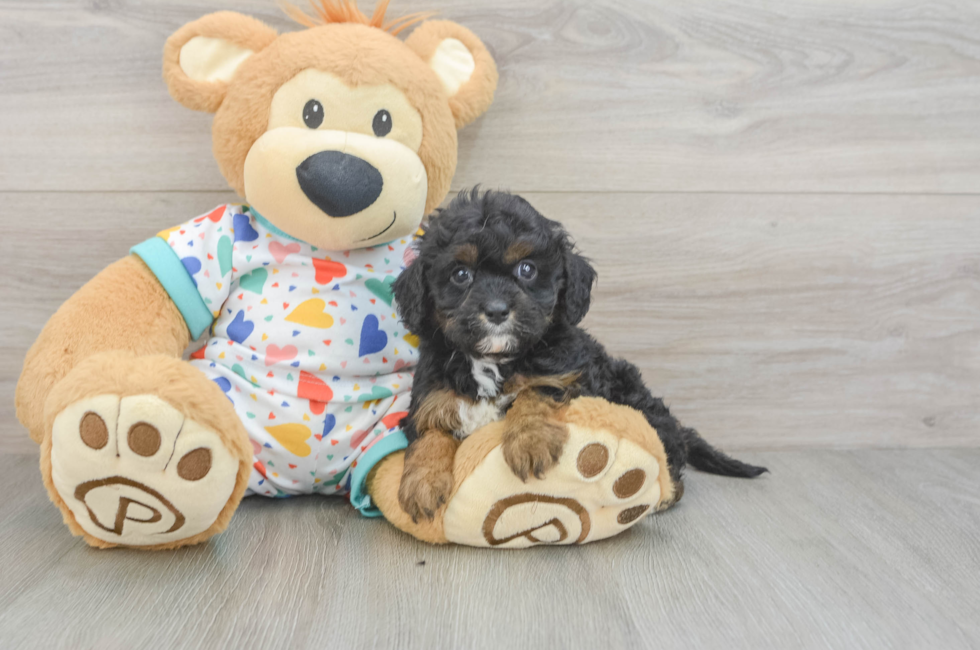 6 week old Cavapoo Puppy For Sale - Florida Fur Babies