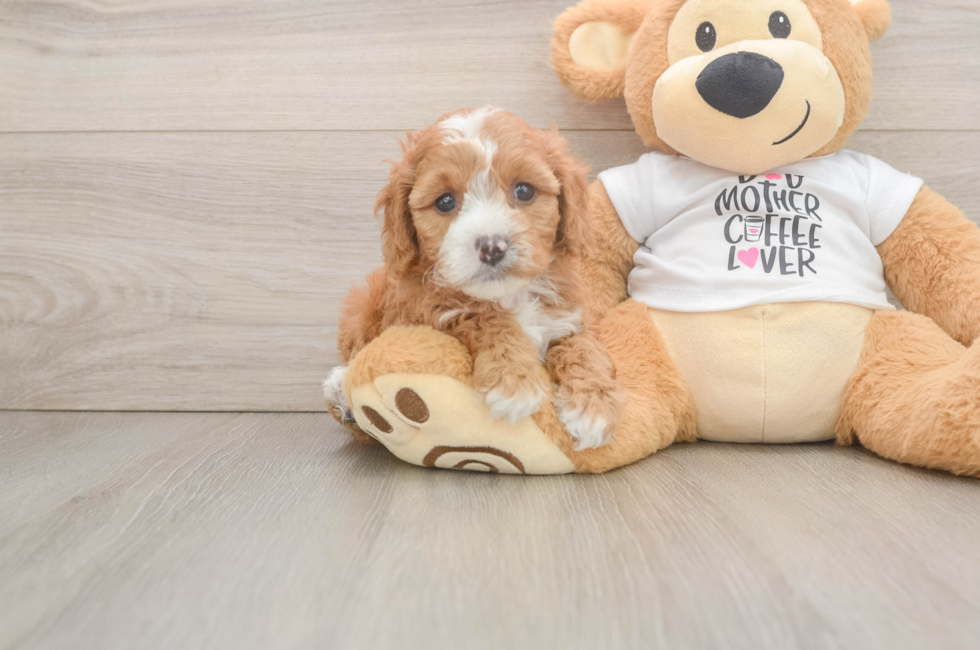 5 week old Cavapoo Puppy For Sale - Florida Fur Babies