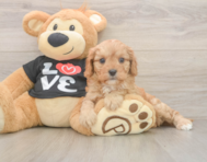 7 week old Cavapoo Puppy For Sale - Florida Fur Babies