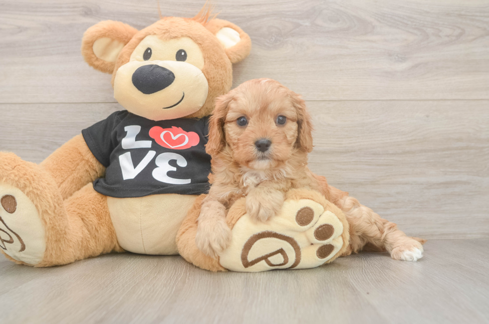 5 week old Cavapoo Puppy For Sale - Florida Fur Babies