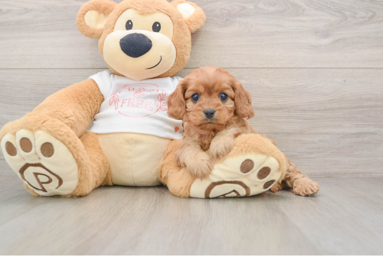 Little Cavipoo Poodle Mix Puppy