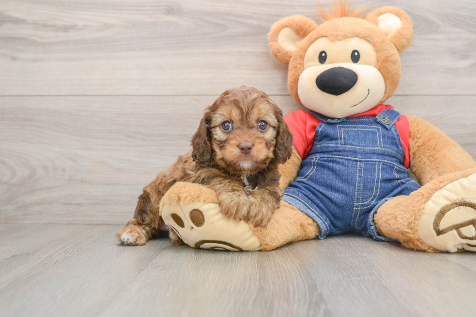Adorable Cavalier King Charles Spaniel and Poodle Mix Poodle Mix Puppy