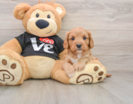 7 week old Cavapoo Puppy For Sale - Florida Fur Babies