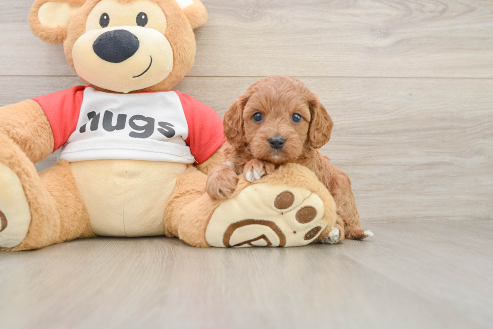 Friendly Cavapoo Baby