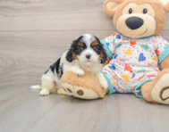 7 week old Cavapoo Puppy For Sale - Florida Fur Babies