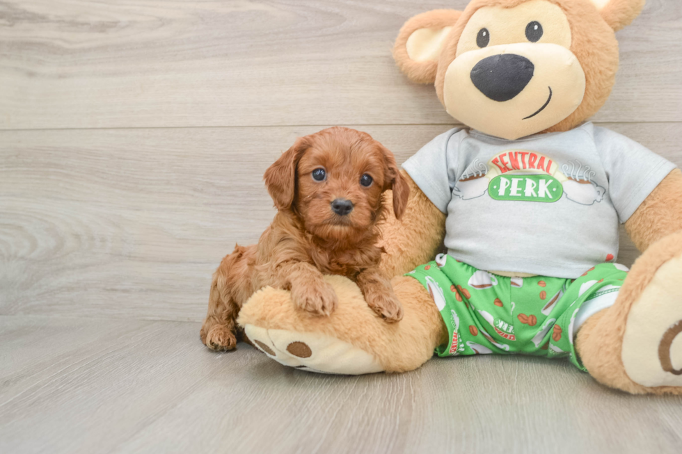 Best Cavapoo Baby