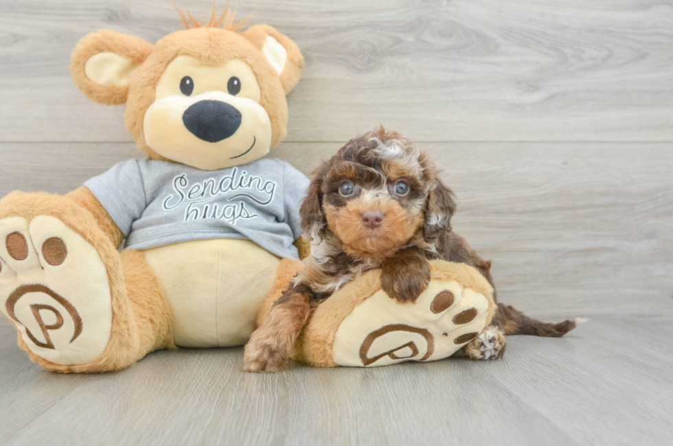 5 week old Cavapoo Puppy For Sale - Florida Fur Babies