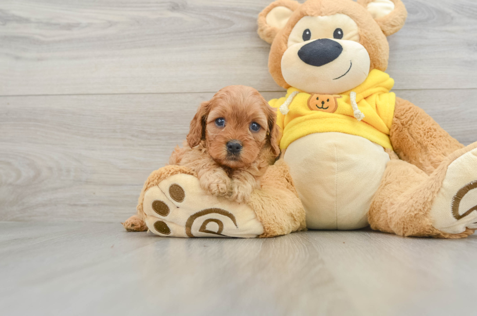 5 week old Cavapoo Puppy For Sale - Florida Fur Babies