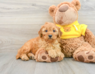 9 week old Cavapoo Puppy For Sale - Florida Fur Babies