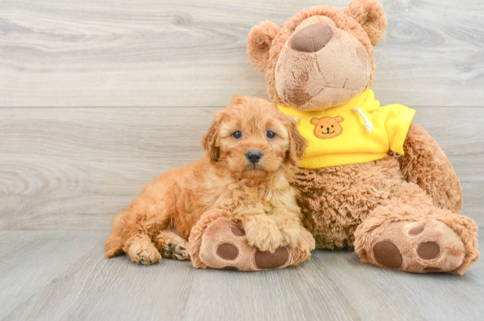 7 week old Cavapoo Puppy For Sale - Florida Fur Babies