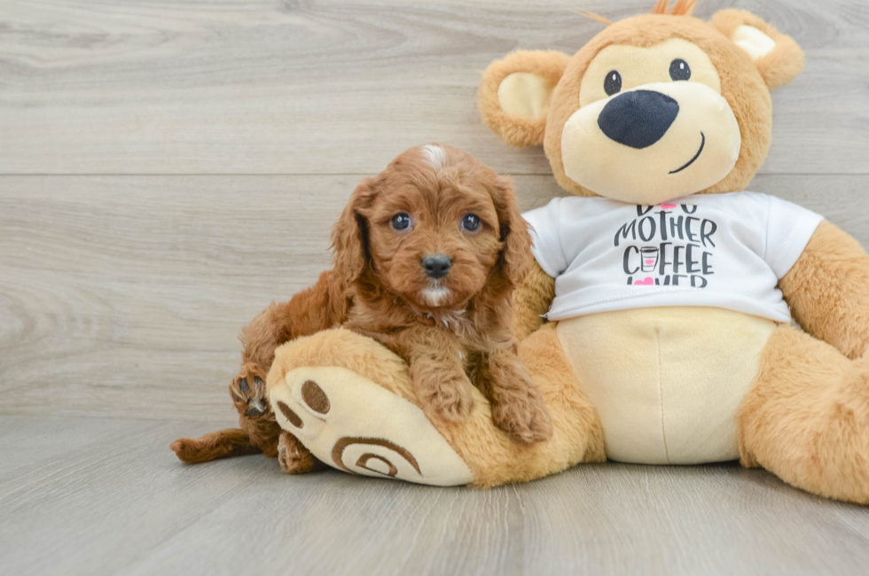 6 week old Cavapoo Puppy For Sale - Florida Fur Babies