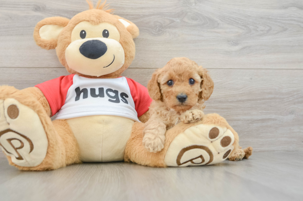 6 week old Cavapoo Puppy For Sale - Florida Fur Babies