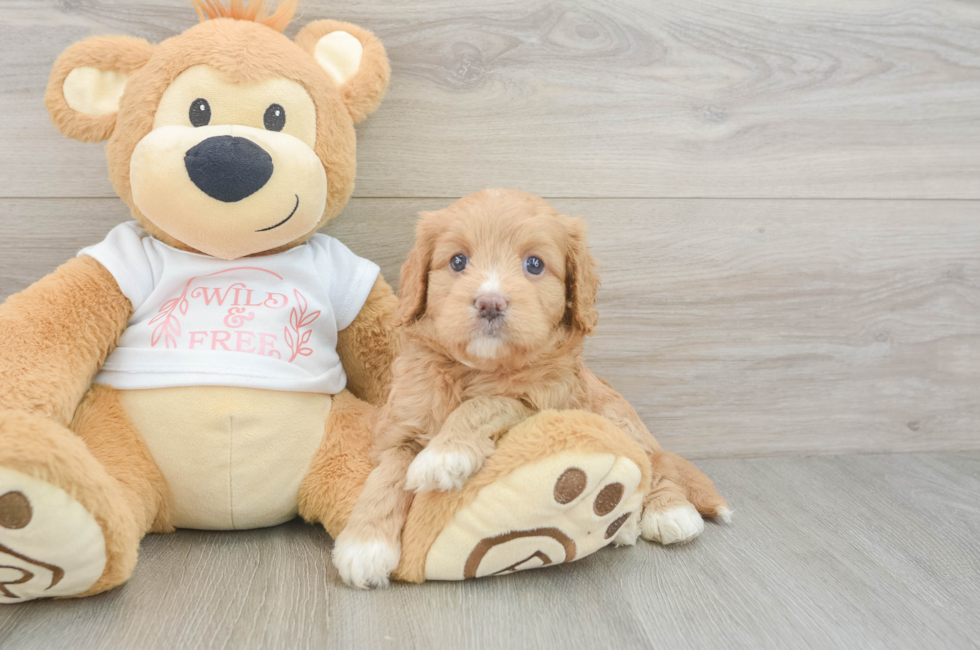 5 week old Cavapoo Puppy For Sale - Florida Fur Babies